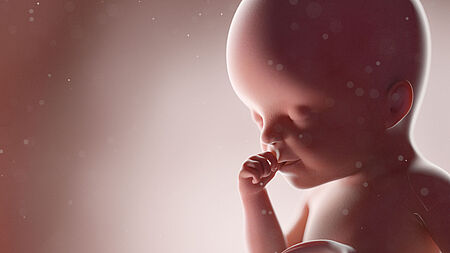 3D Illustration eines Ungeborenen in Woche 25